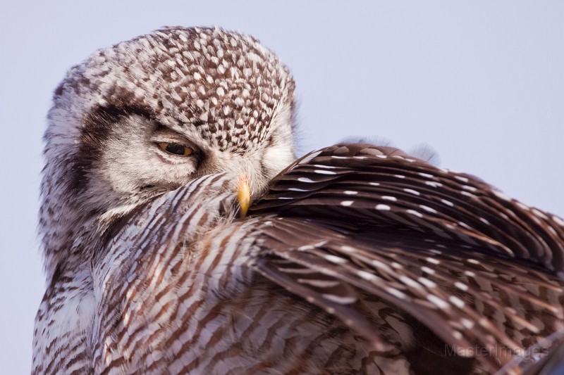IMG_0340c.jpg - Northern Hawk-Owl (Surnia ulula)